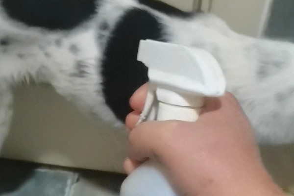 狗狗皮肤增厚发黑的原因，可能是真菌感染所致