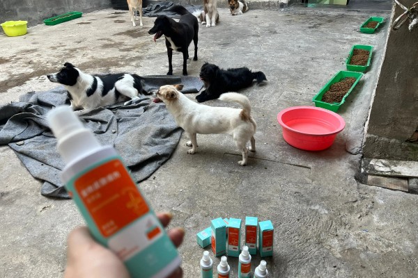 狗狗皮肤增厚发黑的原因，可能是真菌感染所致