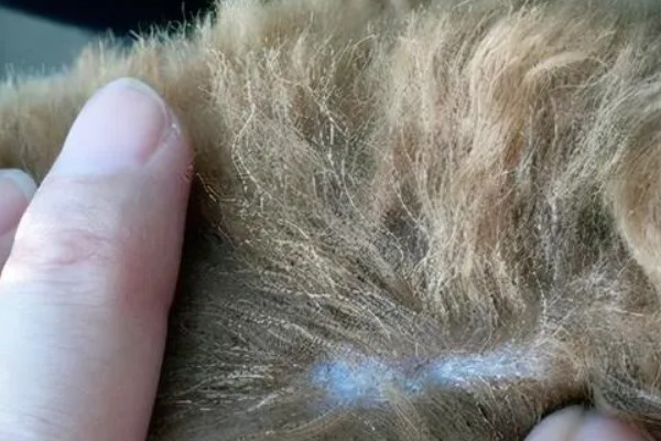 狗狗皮肤增厚发黑的原因，可能是真菌感染所致