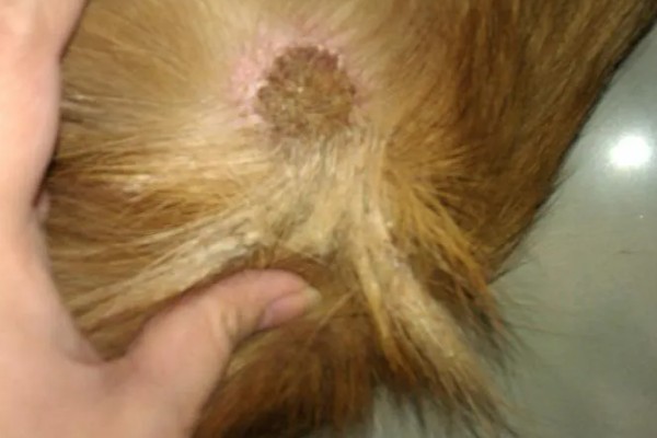 狗狗皮肤增厚发黑的原因，可能是真菌感染所致