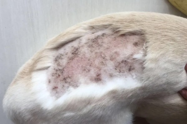 狗狗皮肤增厚发黑的原因，可能是真菌感染所致