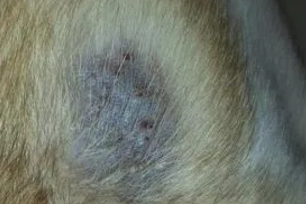狗狗皮肤增厚发黑的原因，可能是真菌感染所致