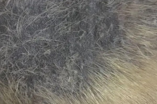 狗狗皮肤增厚发黑的原因，可能是真菌感染所致