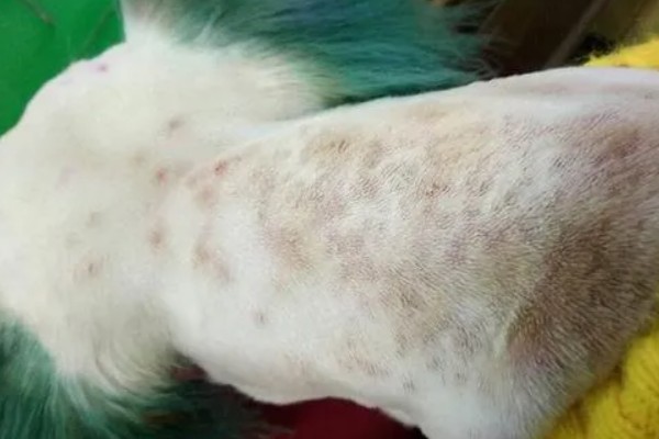 狗狗皮肤增厚发黑的原因，可能是真菌感染所致