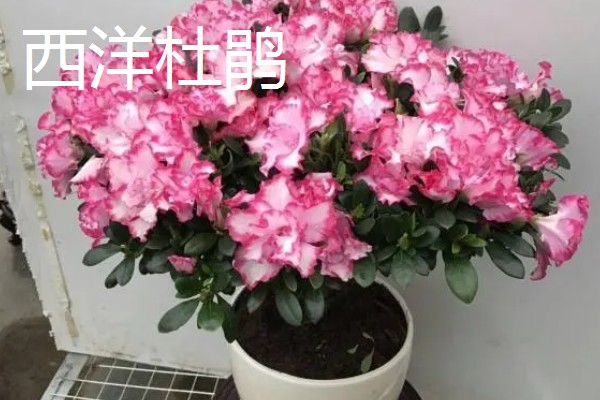 春节有哪些盆栽开花，常见的有鸿运当头、君子兰等