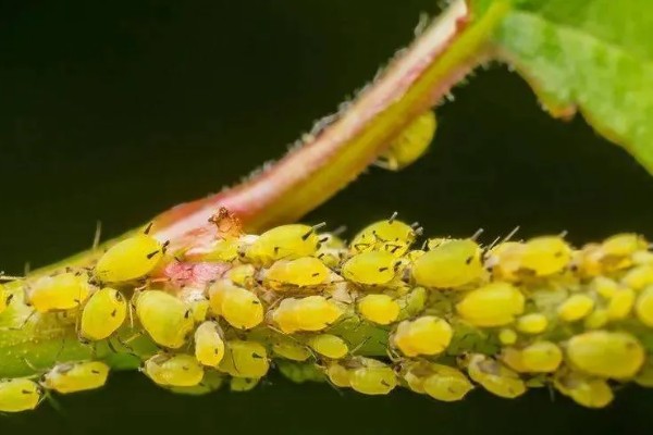 春节有哪些盆栽开花，常见的有鸿运当头、君子兰等