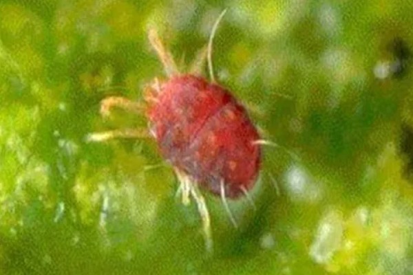 春节有哪些盆栽开花，常见的有鸿运当头、君子兰等