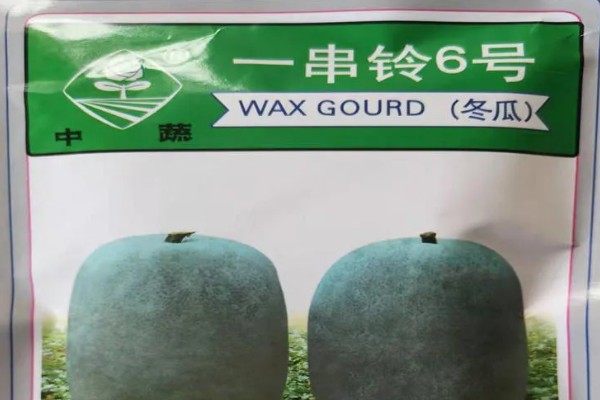 冬瓜种子多久会发芽,一周左右才能发芽