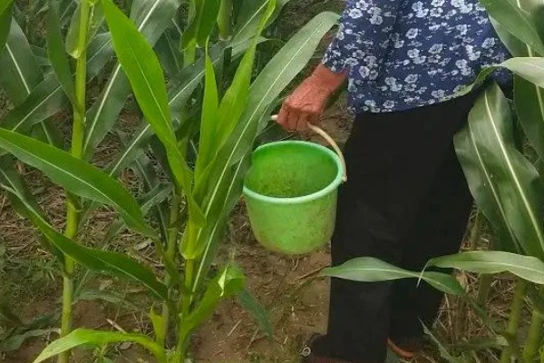 玉米长出14片叶能不能打控旺药，过晚控旺会导致植株异常缩节
