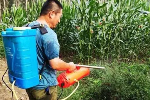 玉米长出14片叶能不能打控旺药，过晚控旺会导致植株异常缩节