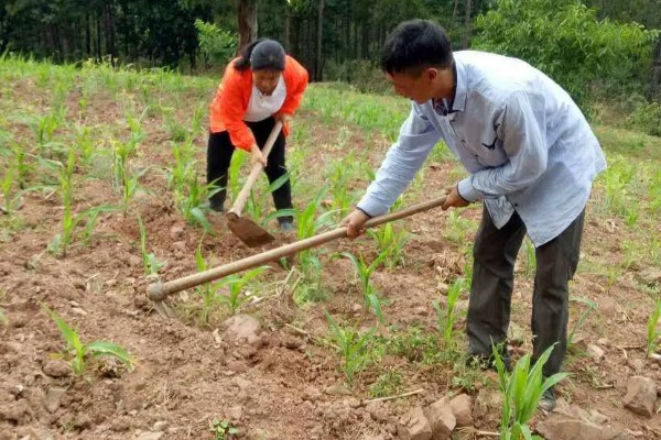 玉米长出14片叶能不能打控旺药，过晚控旺会导致植株异常缩节