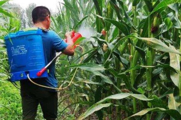 玉米长出14片叶能不能打控旺药，过晚控旺会导致植株异常缩节