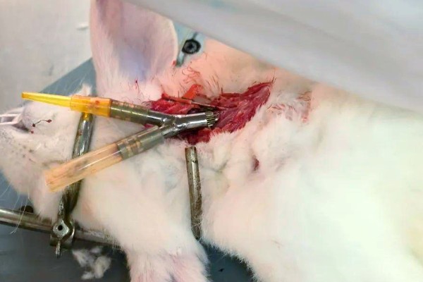 公兔绝育的优点，能起到减少发情、预防睾丸炎等作用