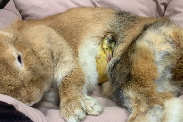 公兔绝育的优点，能起到减少发情、预防睾丸炎等作用