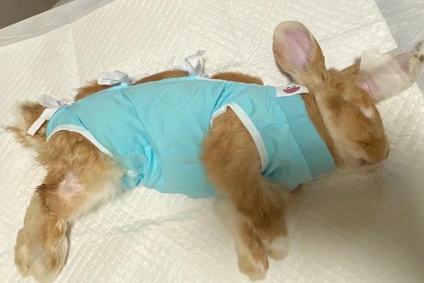 公兔绝育的优点，能起到减少发情、预防睾丸炎等作用