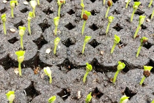 冬瓜种子多久会发芽,一周左右才能发芽