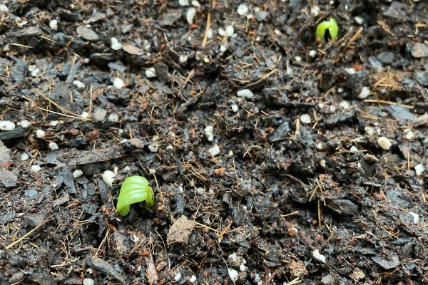 冬瓜种子多久会发芽,一周左右才能发芽