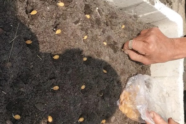 冬瓜种子多久会发芽,一周左右才能发芽