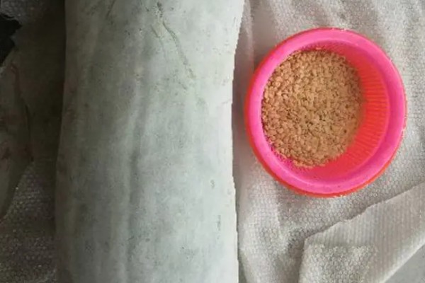 冬瓜种子多久会发芽,一周左右才能发芽