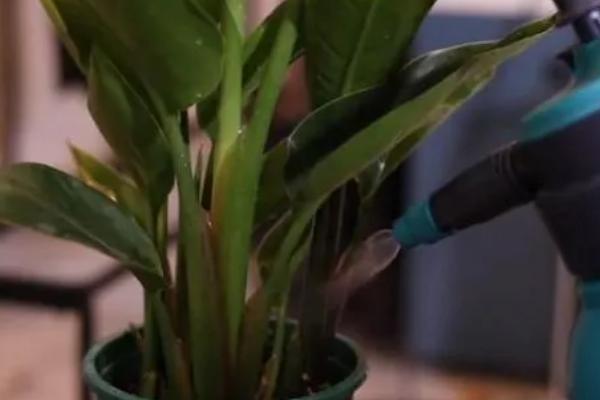 天堂鸟耐低温吗，天堂鸟不耐寒