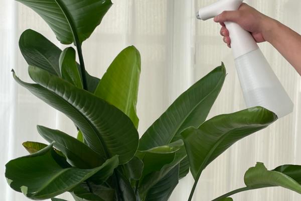 天堂鸟耐低温吗，天堂鸟不耐寒