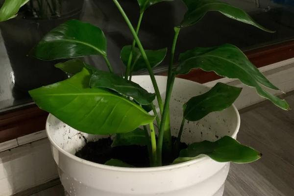 天堂鸟耐低温吗，天堂鸟不耐寒