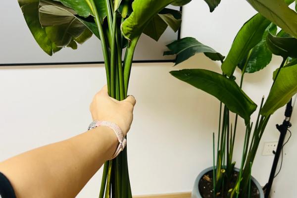 天堂鸟耐低温吗，天堂鸟不耐寒