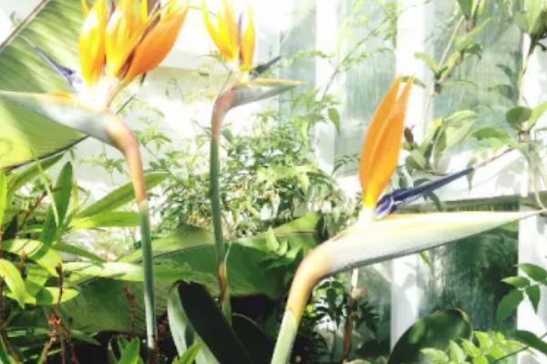 天堂鸟耐低温吗，天堂鸟不耐寒