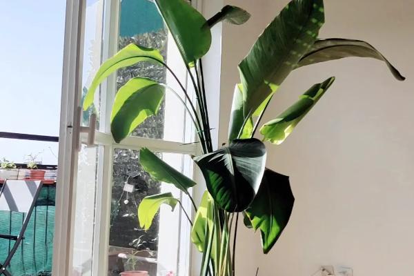 天堂鸟耐低温吗，天堂鸟不耐寒