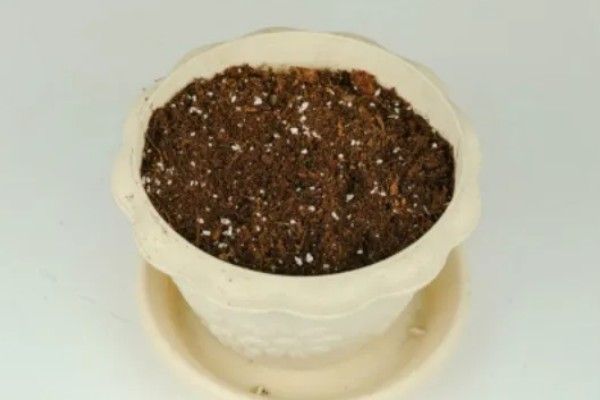 迎春老枝的生根方法，可使用扦插的方式