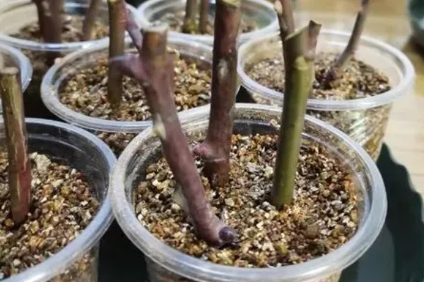 迎春老枝的生根方法，可使用扦插的方式