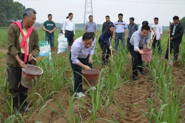 过磷酸钙的简介，属于化学酸性肥料