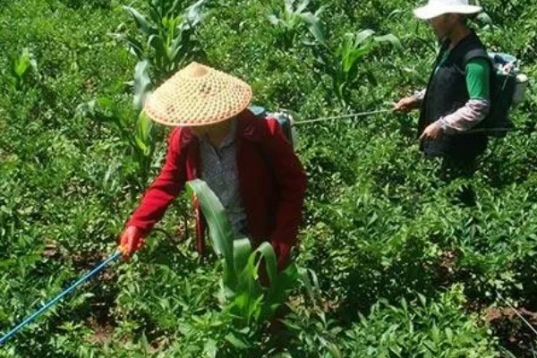 过磷酸钙的简介，属于化学酸性肥料