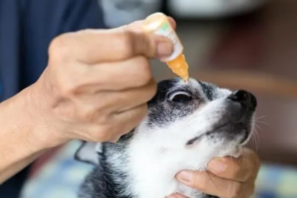 狗狗是近视眼吗，狗狗是近视眼