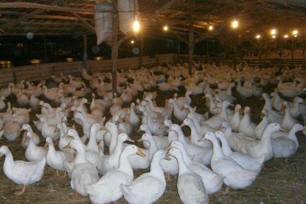 蛋鸭养殖的夜间管理方式,首先需要保持安静