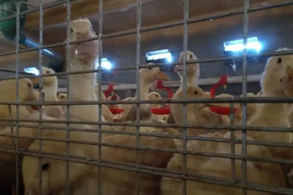 蛋鸭养殖的夜间管理方式,首先需要保持安静