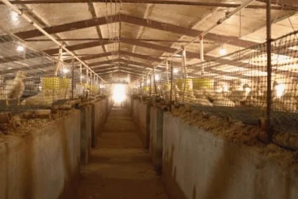 蛋鸭养殖的夜间管理方式,首先需要保持安静