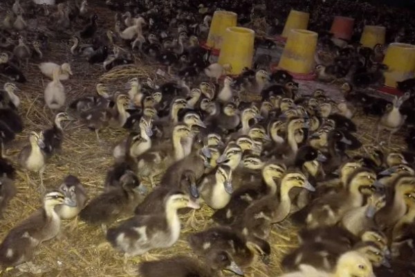 蛋鸭养殖的夜间管理方式,首先需要保持安静