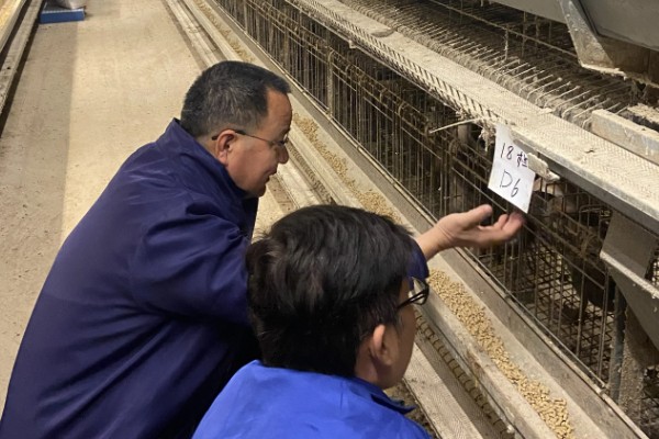 蛋鸭养殖的夜间管理方式,首先需要保持安静