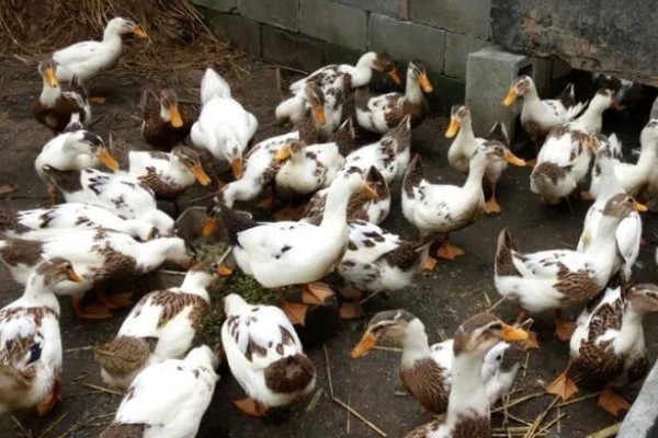 蛋鸭养殖的夜间管理方式,首先需要保持安静