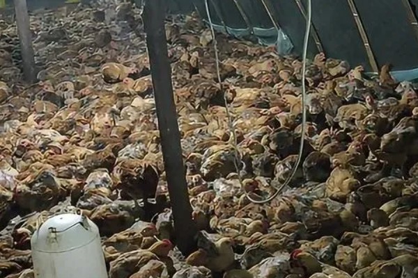 蛋鸭养殖的夜间管理方式,首先需要保持安静