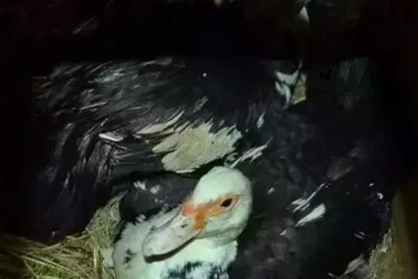 蛋鸭养殖的夜间管理方式,首先需要保持安静