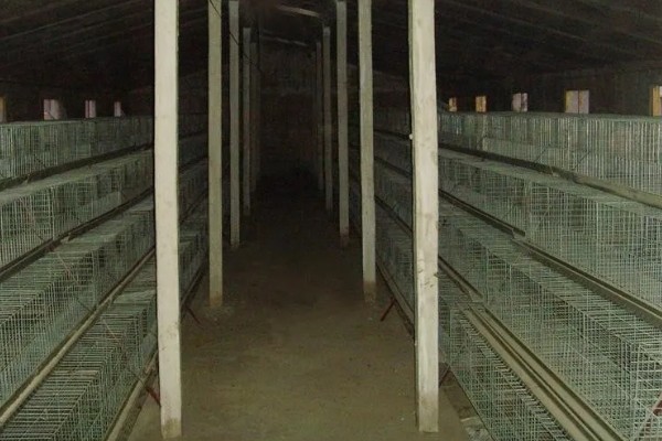 蛋鸭养殖的夜间管理方式,首先需要保持安静