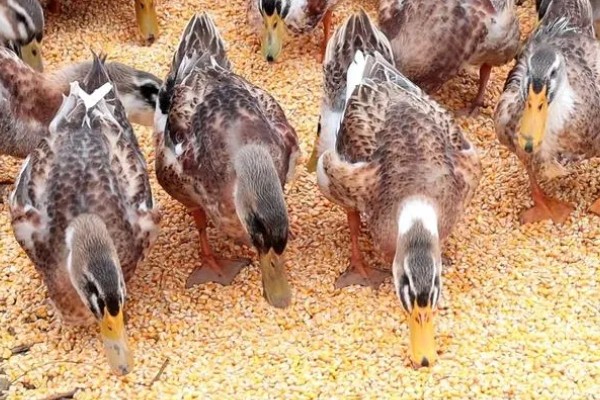 蛋鸭养殖的夜间管理方式,首先需要保持安静