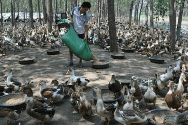 蛋鸭养殖的夜间管理方式,首先需要保持安静