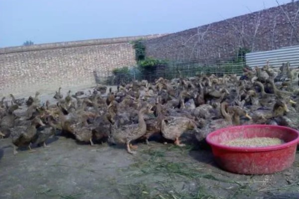 蛋鸭养殖的夜间管理方式,首先需要保持安静