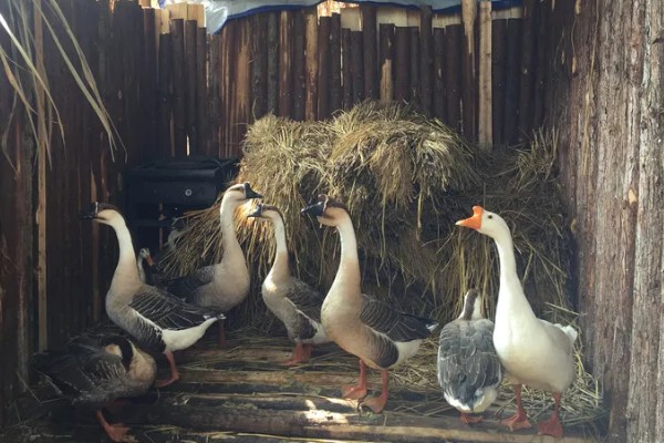 蛋鸭养殖的夜间管理方式,首先需要保持安静