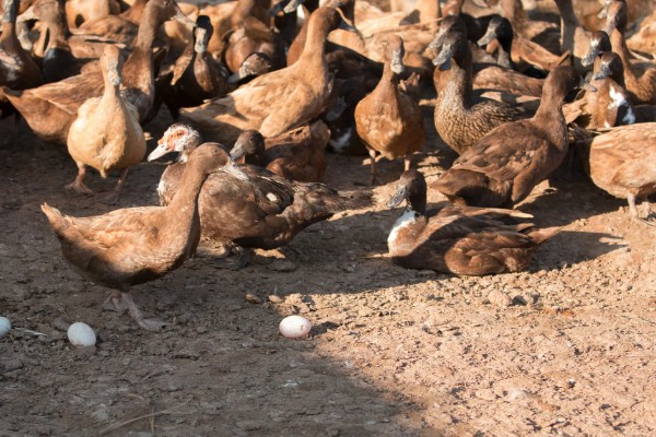 蛋鸭养殖的夜间管理方式,首先需要保持安静
