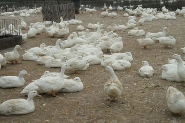 蛋鸭养殖的夜间管理方式,首先需要保持安静