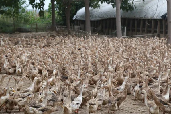 蛋鸭养殖的夜间管理方式,首先需要保持安静